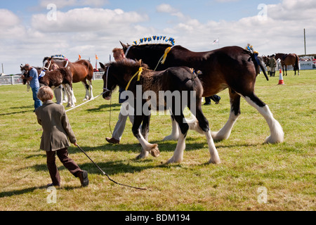 [Shire horses] d'être jugé à un salon de l'agriculture Banque D'Images