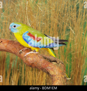 Parrot - Turquoise homme assis sur la branche / neophema pulchella Banque D'Images