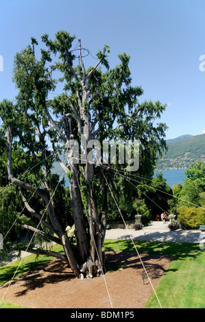 Le fameux cèdre qui a été emporté par une tempête puis replanté sur Isola Madre Island dans le Lac Majeur en Italie du Nord Banque D'Images