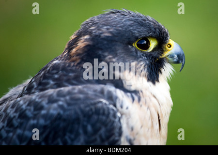 Faucon pèlerin (Falco peregrinus) également connu simplement comme le faucon et historiquement comme la 'Duck Hawk Banque D'Images