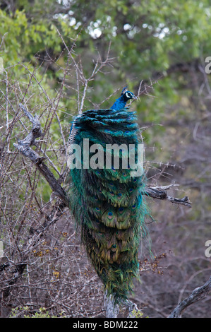 Pavo cristatus, paons indiens se lissant les plumes de paon ruffles comme perché Sri Lanka Banque D'Images