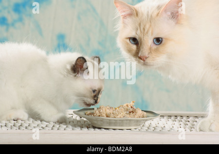 Birman, chat sacré de Birmanie. Mère et chaton mangent de la nourriture humide dans une assiette Banque D'Images