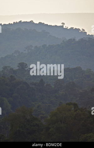 Soir sur les forêts de la Dong Phaya Yen/Khao Yai site du patrimoine mondial en Thaïlande. Banque D'Images