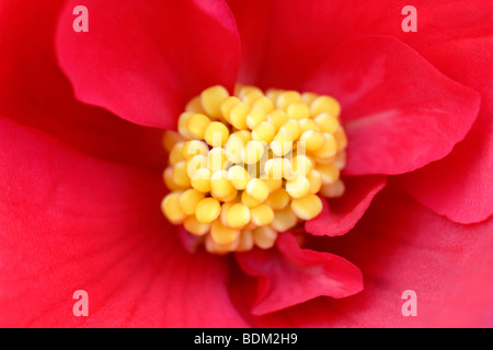 Centre de fleurs bégonia close up Banque D'Images