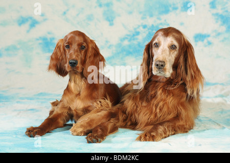 Deux chiens Setter Irlandais - lying Banque D'Images