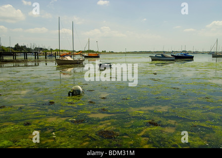 Emsworth harbour scene avec des bateaux et la jetée, l'eau peu profonde avec beaucoup d'algues qui entourent les bateaux Banque D'Images