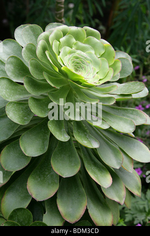 Arbre Aeonium, Aeonium arboreum, Crassulaceae, Stonecrop syn Aeonium schwarzkopf ou Aeonium korneliuslemsii. Endémique aux îles Canaries occidentales. Banque D'Images