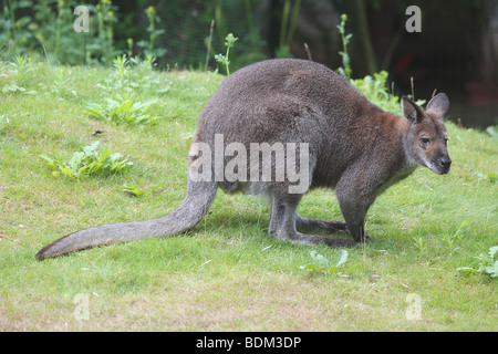 Wallaby de Bennett - standing on meadow / Macropus rufogriseus rufogriseus Banque D'Images