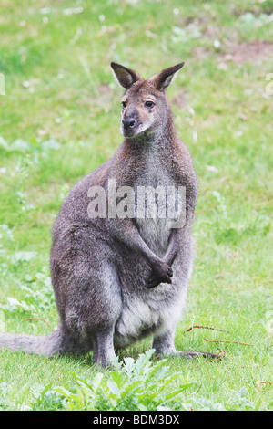 Wallaby de Bennett - standing on meadow / Macropus rufogriseus rufogriseus Banque D'Images