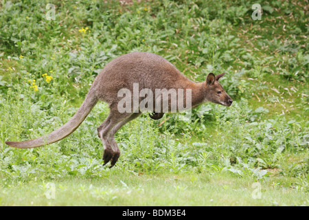 Wallaby de Bennett - sauts sur prairie / Macropus rufogriseus rufogriseus Banque D'Images