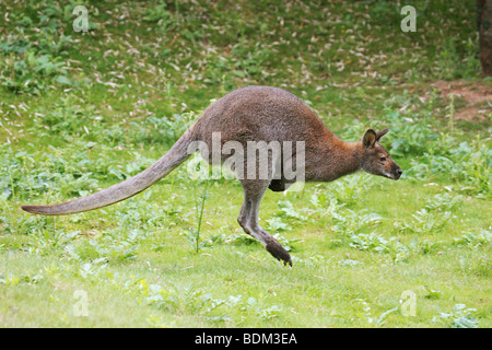 Bennet's Wallaby (Macropus rufogriseus rufogriseus) se hopping sur un pré Banque D'Images