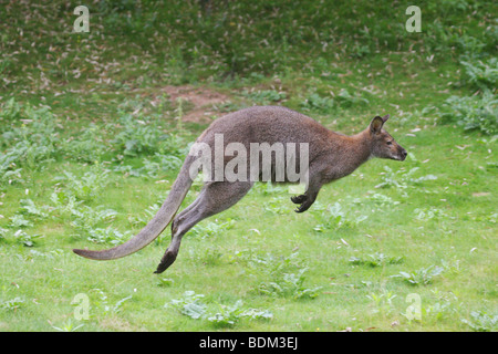 Wallaby de Bennett - sauts sur prairie / Macropus rufogriseus rufogriseus Banque D'Images