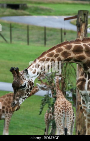 Une girafe se pencher Banque D'Images