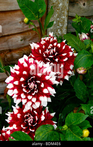 DAHLIA DUET. Décoratives. Banque D'Images