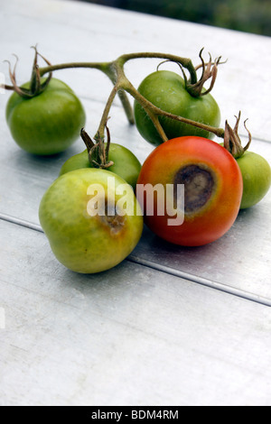 Les tomates de la pourriture apicale. Banque D'Images