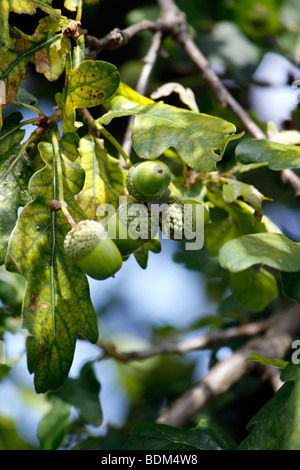 Les glands de chêne pédonculé EN FIN D'ÉTÉ. QUERCUS ROBUR. UK. Banque D'Images