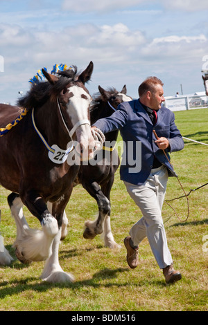 [Shire Horse] d'être jugé à un salon de l'agriculture Banque D'Images