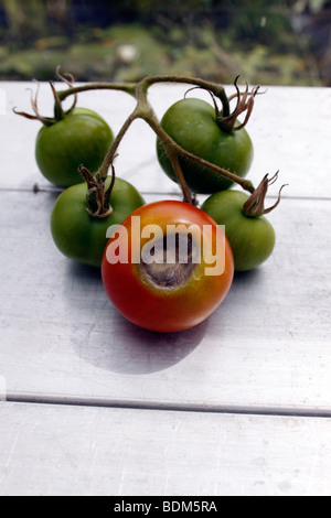 Les tomates de la pourriture apicale. Banque D'Images