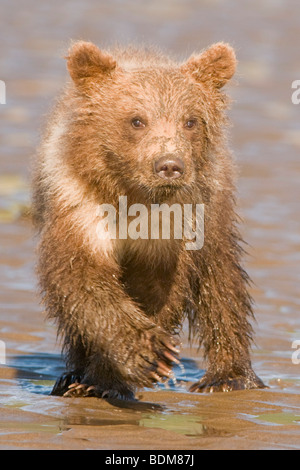 L'ours brun d'Alaska (aka le grizzli) dans leur milieu naturel en Alaska Banque D'Images