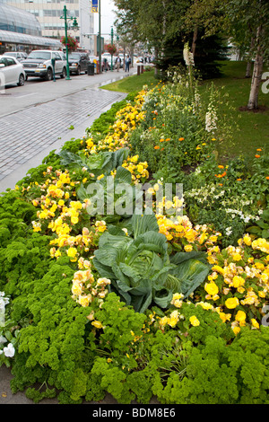 Anchorage, Alaska - le chou et le persil de plus en plus de fleurs de Town Square municipal park dans le centre-ville d'Anchorage. Banque D'Images