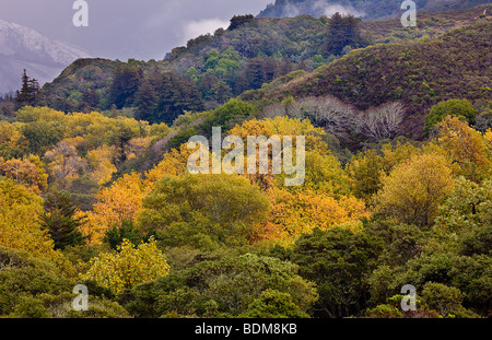 La couleur de l'automne et de déblayer la neige Tempête, Andrew Molera State Park, Big Sur, Californie, USA. Banque D'Images