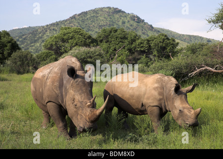 Le rhinocéros blanc, Ceratotherium simum, avec veau, réserve de chasse Pilanesberg, Province du Nord-Ouest, Afrique du Sud Banque D'Images