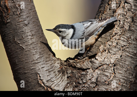 Sittelle à poitrine blanche (Sitta carolinensis) carolinenss perché dans l'arbre Banque D'Images