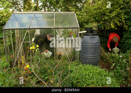 Homme et femme récoltant des aliments cultivés à la maison dans leur jardin Banque D'Images