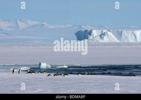 Colonie de manchots empereurs alignés sur la glace pour aller pêcher au large de la banquise dans la mer de Ross en Antarctique de l'Ouest Banque D'Images