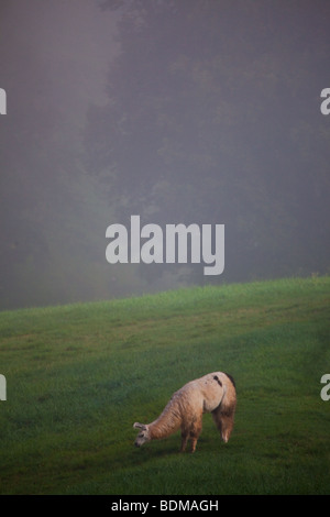 Les lamas dans la brume matinale de Brevard, NC dans les Blue Ridge Mountains de Caroline du Nord occidentale. Banque D'Images