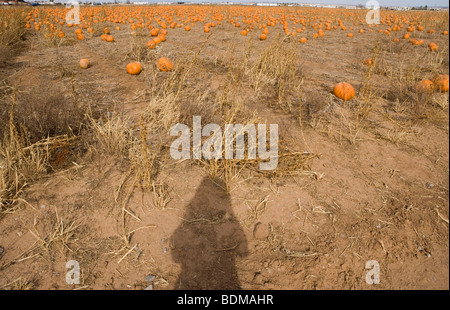 Les droits de l'ombre avec vue sur un champ de citrouilles mûrs sur une ferme de la citrouille en Octobre Banque D'Images