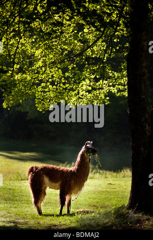 Les lamas dans la brume matinale de Brevard, NC dans les Blue Ridge Mountains de Caroline du Nord occidentale. Banque D'Images