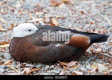 Un canard Banque D'Images