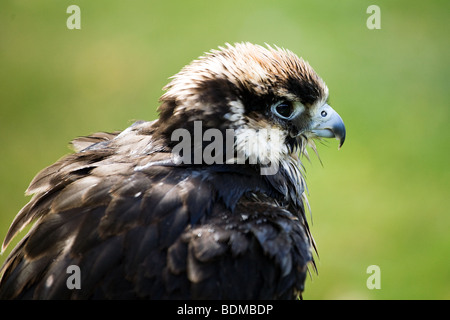 Le Faucon Lanier (Falco biarmicus est un grand oiseau de proie qui se reproduit dans l'Afrique, l'Europe du Sud-Est et en Asie seulement Banque D'Images