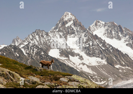 Jeune Bouquetin des Alpes (Capra ibex) dans le Massif du Mont Blanc, près de Chamonix-Mont-Blanc, France, Europe Banque D'Images