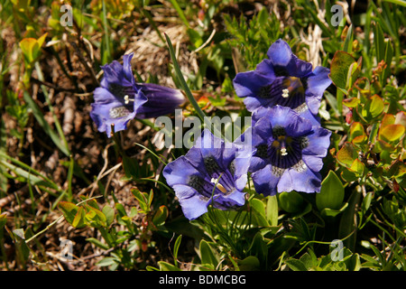 Gentiane acaule (Gentiana acaulis), dans le Massif du Mont Blanc, près de Chamonix-Mont-Blanc, France, Europe Banque D'Images