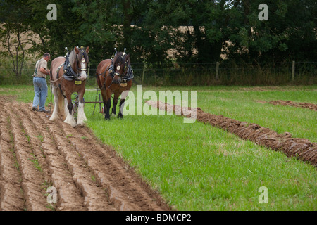 Chevaux lourds champ de labour Banque D'Images