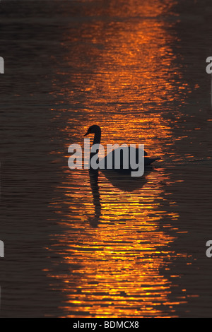 Le Cygne tuberculé Cygnus olor en silhouette au coucher du soleil Banque D'Images