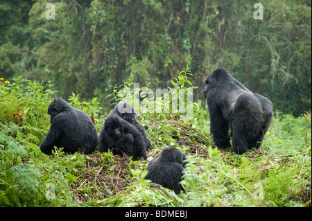 Mountain gorilla gorilla gorilla, berengi, le parc national des volcans, Rwanda Banque D'Images