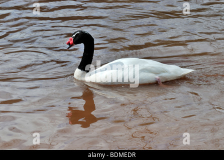 Black-necked Swan Cygnus melanocorypha sur le lac Banque D'Images