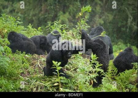 Mountain gorilla gorilla gorilla, berengi, le parc national des volcans, Rwanda Banque D'Images