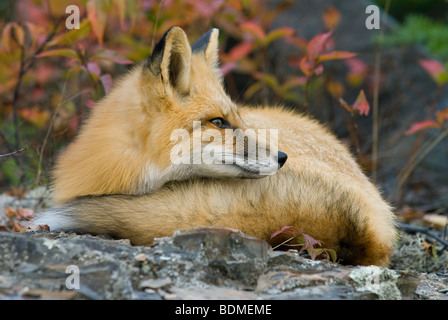 Le renard roux (Vulpes vulpes), Amérique du Nord, par Dominique Braud/Dembinsky Assoc Photo Banque D'Images