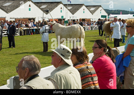 Les gens qui suivent le défilé des troupeaux au Great Yorkshire Show en été Harrogate North Yorkshire England UK Royaume-Uni GB Grande Bretagne Banque D'Images