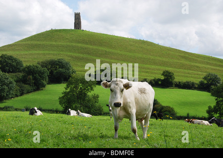 Vue éloignée sur Tor de Glastonbury sur les champs Somerset England Royaume-Uni Banque D'Images