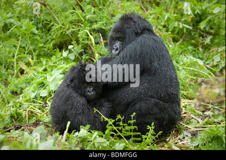 Mountain gorilla gorilla gorilla, berengi, le parc national des volcans, Rwanda Banque D'Images