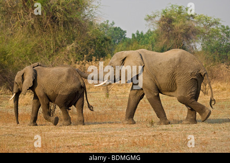 Bush de l'Afrique de l'éléphant (Loxodonta africana), le parc national de South Luangwa, en Zambie, l'Afrique Banque D'Images