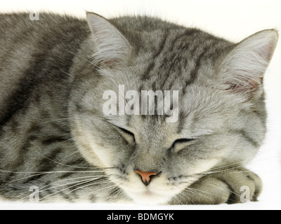 Sleeping Cat Banque D'Images