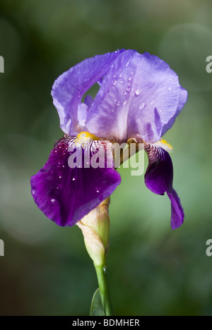 Iris Amigo après la pluie Banque D'Images