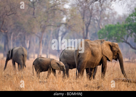 Troupeau d'Éléphants Bush africain (Loxodonta africana) avec les jeunes, le parc national de South Luangwa, en Zambie, l'Afrique Banque D'Images