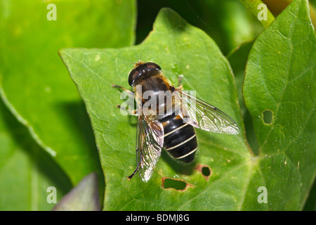 Drone fly dronefly (Eristalis tenax,) Banque D'Images